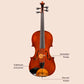 Andreas Eastman Series+ VC305 Cello, Integrated Pickup